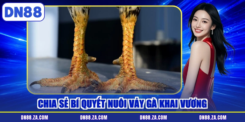 Chia sẻ bí quyết nuôi vảy gà khai vương