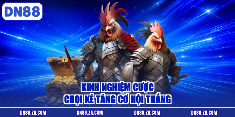 Kinh nghiệm cược chọi kê tăng cơ hội thắng