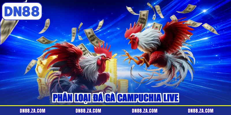 Phân loại đá gà Campuchia live
